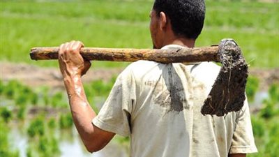 البنك الزراعي المصري يعزز تمويل المزارعين عبر حزمة قروض لدعم الإنتاج ورفع الكفاءة