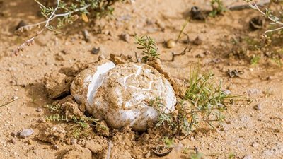 ذهب الصحراء يظهر بعد المطر.. قصة 