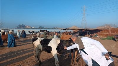 خطة متكاملة لتحصين المواشي لحماية الإنتاج الحيواني ونداء عاجل للمواطنين