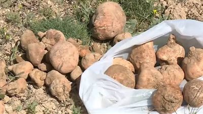 أغلى فطر في العالم.. لماذا يبحث عنها المواطنين في الصحراء عن الكمأة؟
