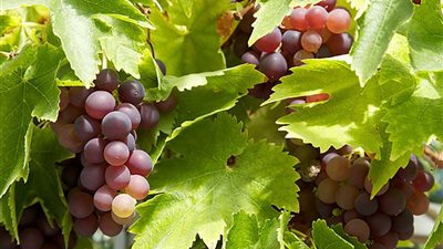 تنخر ساق عنقود العنب المبكر.. أسباب خفية وراء ذبول العناقيد وطرق الوقاية الفعالة