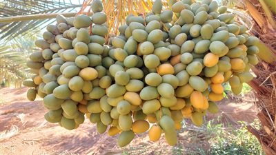 تقنيات زراعية جديدة لتأخير نضج البلح البارحي وبيعه بأسعار أعلى في نهاية الموسم