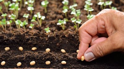 التقاوي المصرية.. خط الدفاع الأول للفلاح أمام تقلبات الدولار وأزمة الاستيراد