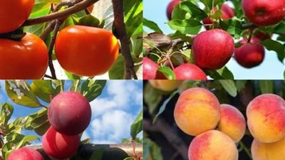 العفن البني يهدد المحاصيل..  كيف تحمي بساتين الفاكهة من الخطر الصامت؟