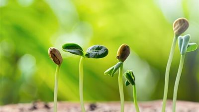 اللب السوبر محصول اقتصادي واعد.. دليل زراعي متكامل لتحقيق أعلى إنتاجية وجودة