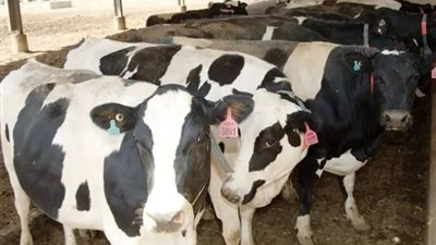 «العجول بكام».. أسعار الأضاحي والماشية اليوم في الأسواق