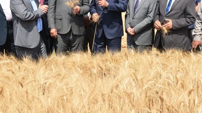 محافظ القليوبية ورئيس جامعة بنها يفتتحان موسم حصاد القمح بمشتهر وتوريد 46 ألف طن حتى الآن
