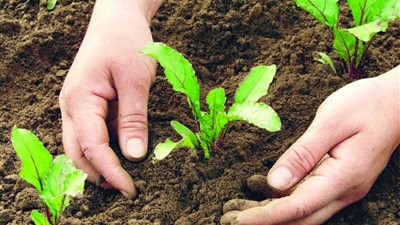 «زراعة الشيوخ» توافق على مقترح دعم الزراعة العضوية وتطوير منظومتها