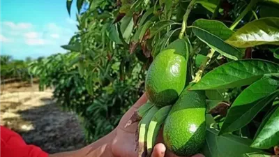 أسرار نجاح الأفوكادو.. كيف تحافظ على الثمار وتمنع التساقط؟