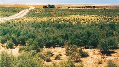 خبير زراعي يكشف عن تقنية مبتكرة تعيد الحياة للأراضي المتدهورة