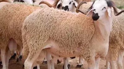 الأزهر للفتوي يوضح سن الأضحية والشروط الواجبة في الأضاحي.. اتعرف عليها