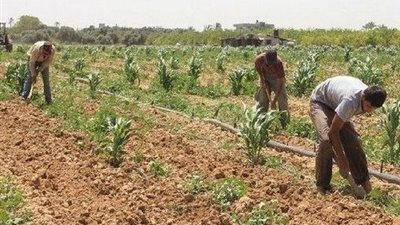 الزراعة التعاقدية.. “أمان للمزارع قبل الزراعة” ونظام حديث يغير شكل التسويق الزراعي في مصر