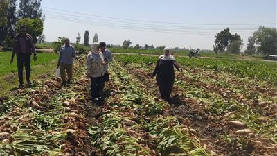 حصاد مبشر لبنجر السكر بالدقهلية.. وتقديرات الإنتاجية تصل إلى 35 طنًا للفدان