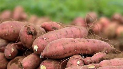 من فوق السطح للمطبخ.. ازرع البطاطا الحلوة في شكارة واحصد كنزًا من الخير