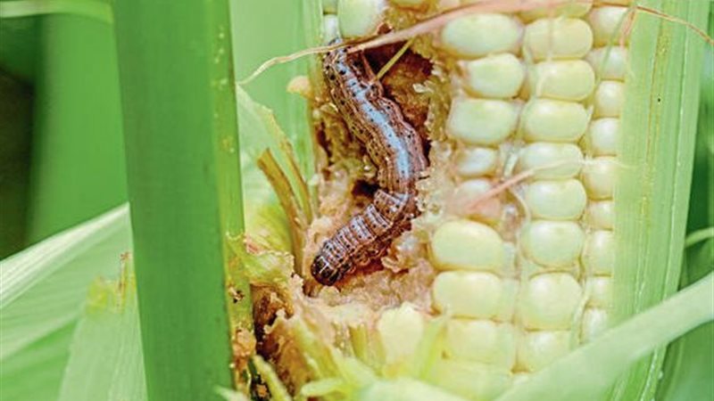 دودة الحشد الخريفية