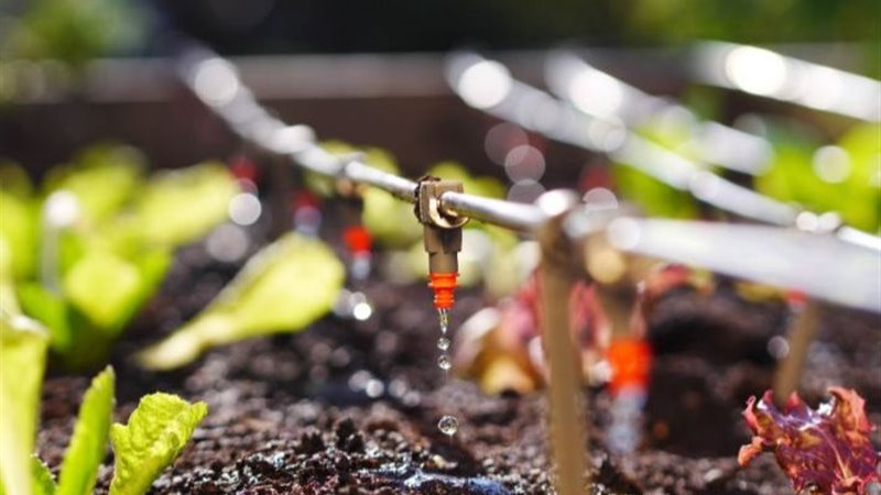 الري بالتنقيط