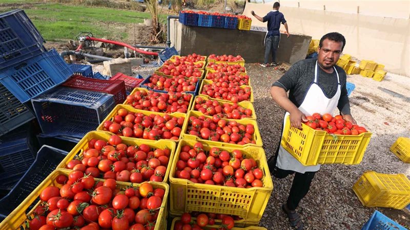 صادرات مصر الزراعية