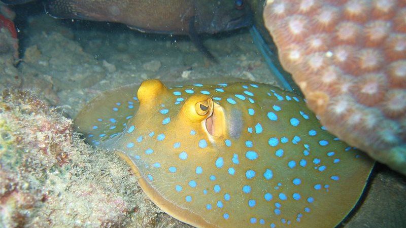 سمكة الراي النقطة