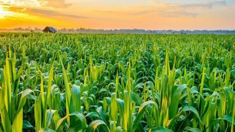 المحاصيل الأكثر تحملاً