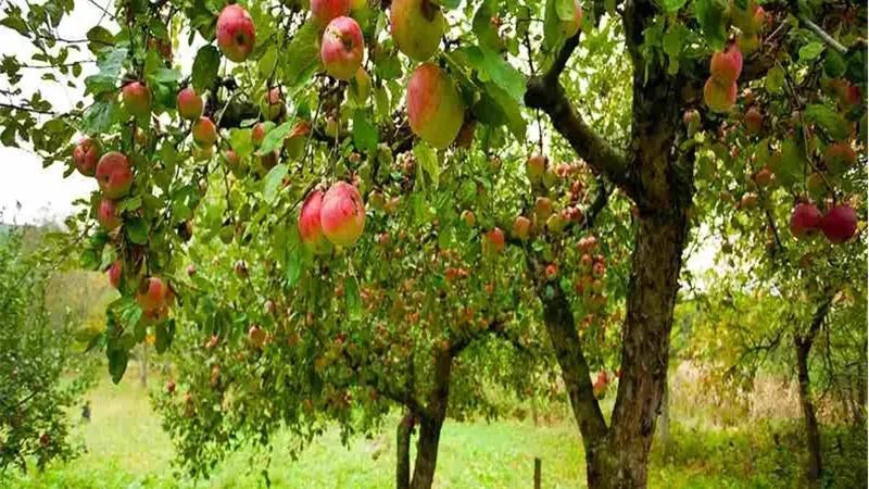 أشجار متساقطة