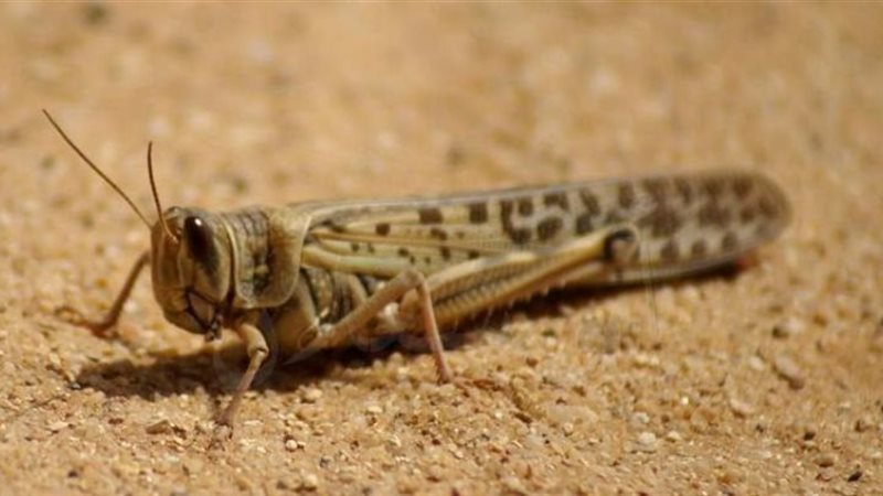 الجراد الصحراوي