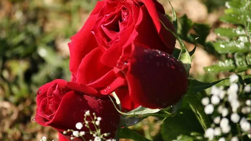 الورد البلدي