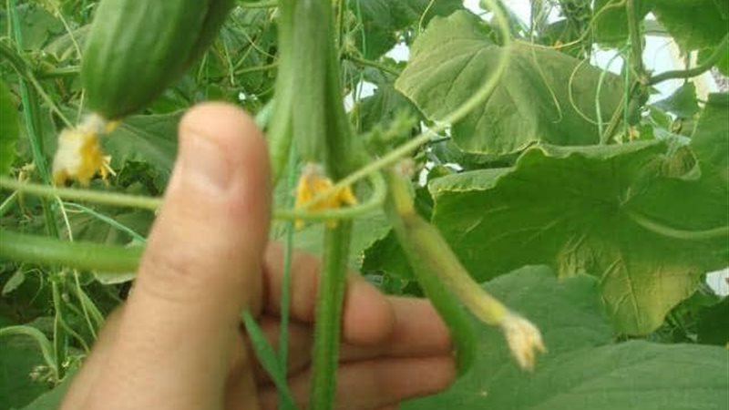 ظاهرة التنفيل