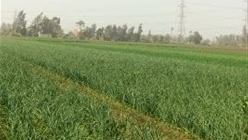 محاصيل زراعيه 