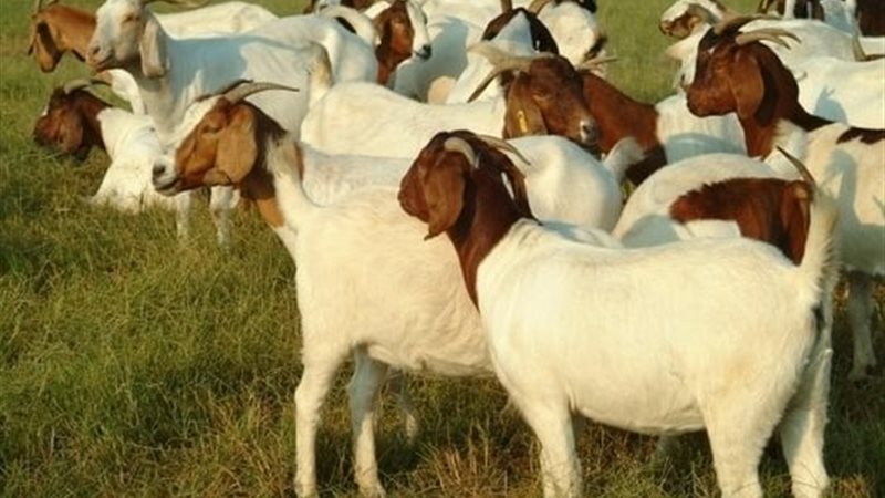 تربية الماعز 