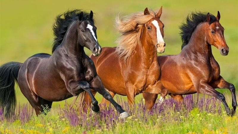 تربية الخيول 