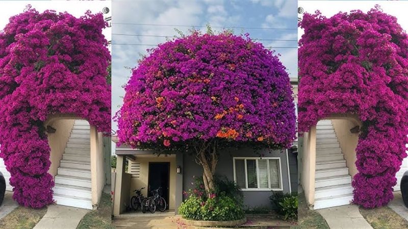 نبات الجهنمية