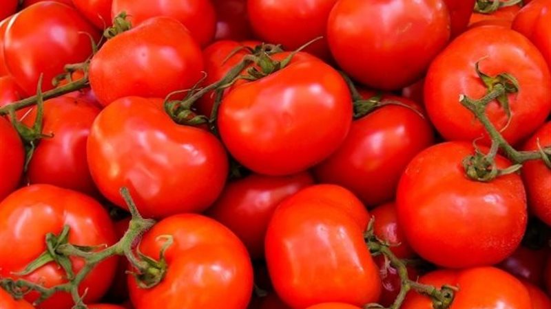 اللون الأبيض في الطماطم