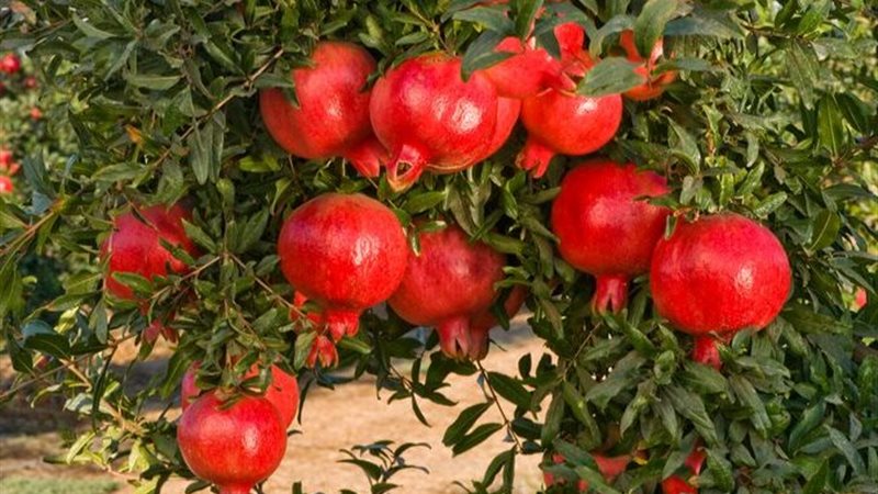 محصول الرمان 