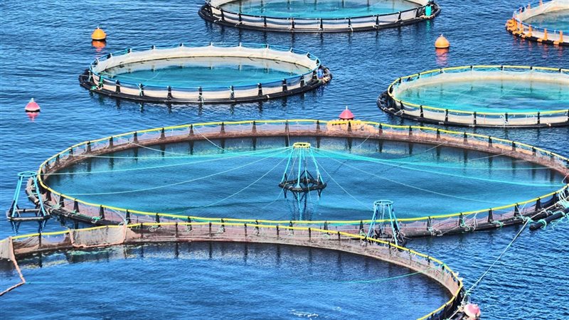 الاستزراع السمكي