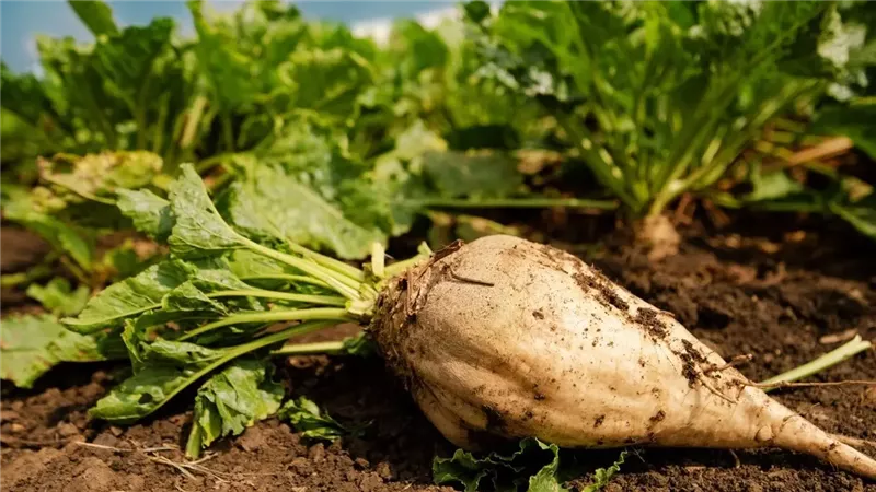 موسم بنجر السكر