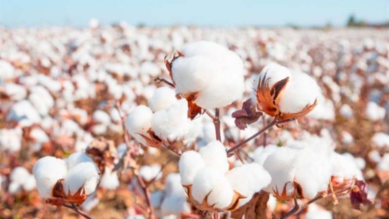 محصول القطن 