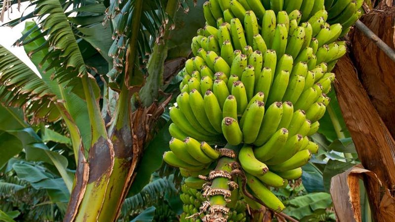 مزارعي الموز 