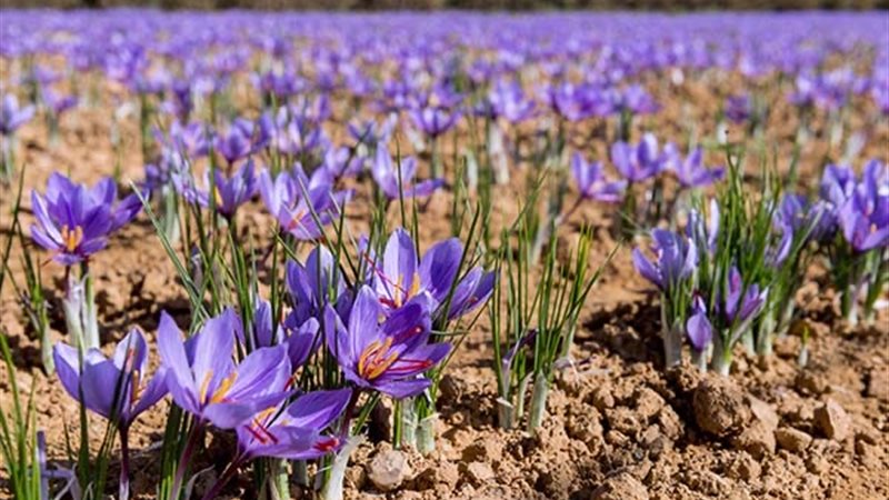 زراعة الزعفران 