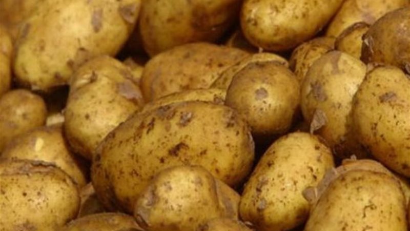 بطاطس