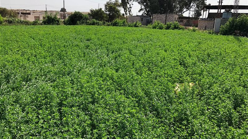 البرسيم الجديد من