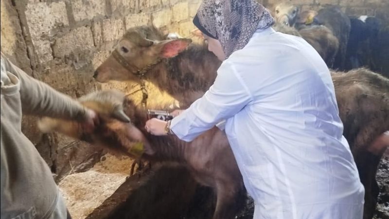 تحصين الماشية 