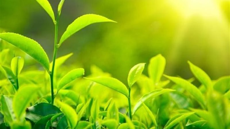 الإجهاد الحراري 