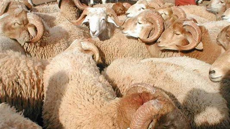 أضاحي العيد 