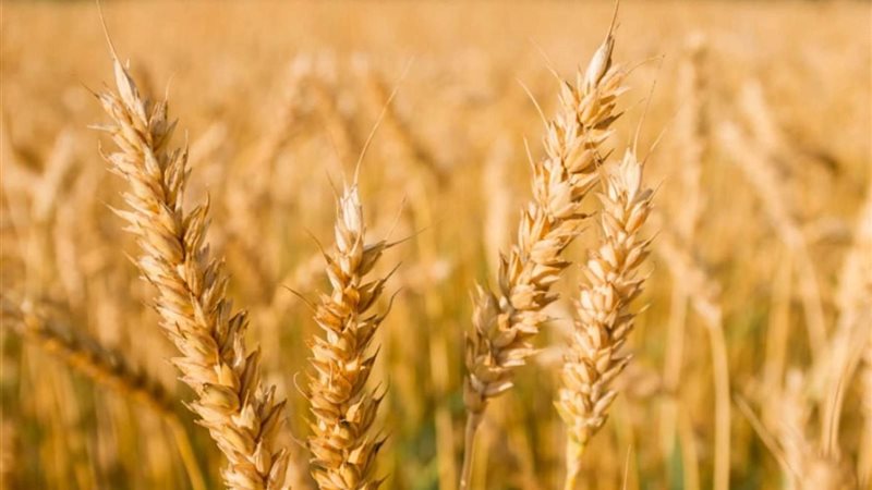 محصول القمح 