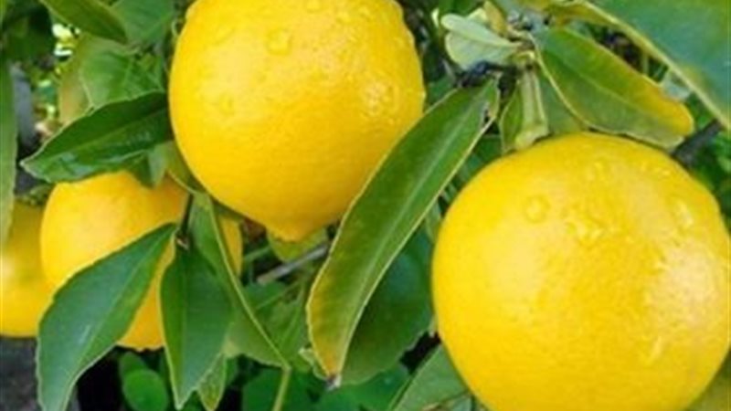 أشجار الليمون