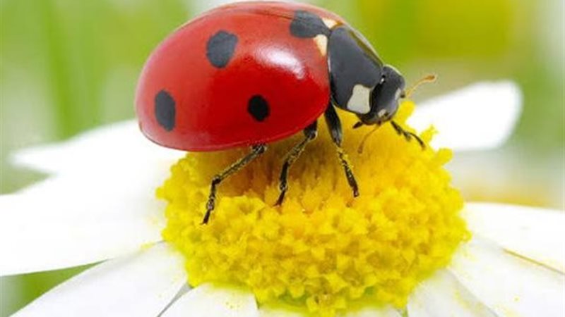 حشرة الدعسوقة