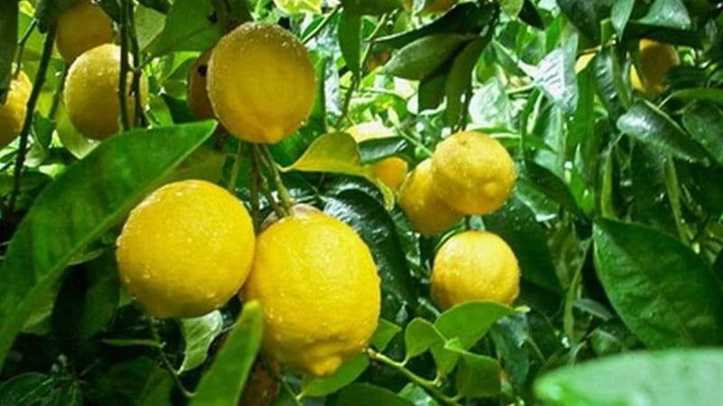 أشجار الليمون