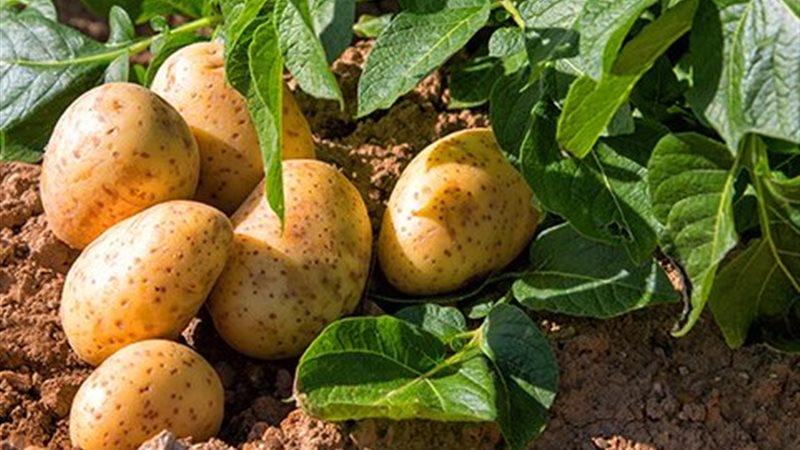 زراعة البطاطس 