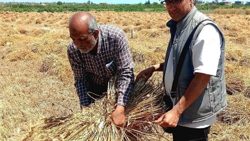 حصاد القمح بالإسماعيلية