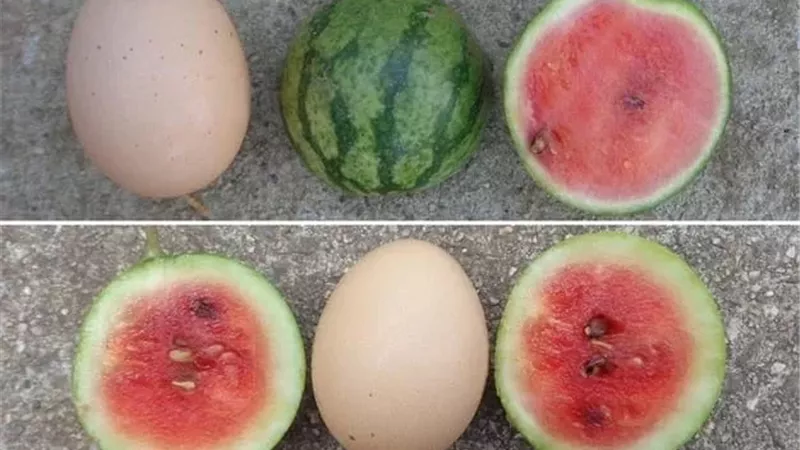 بطيخ بحجم بيضة الدجاج
